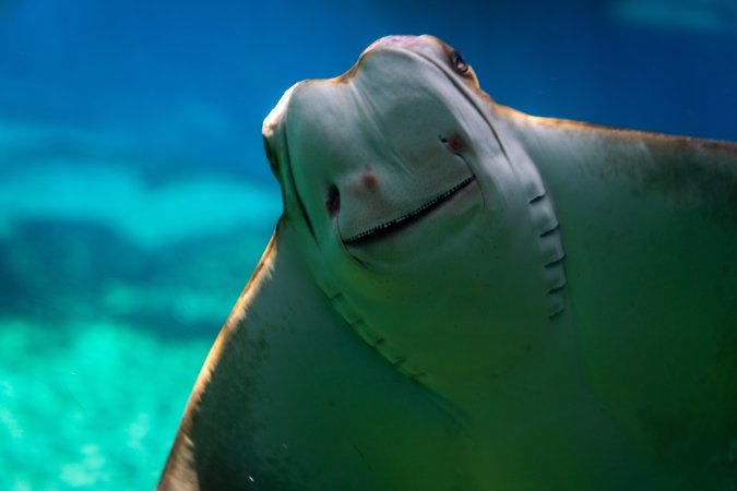 Up-close face of a ray in the aquarium at Sea World