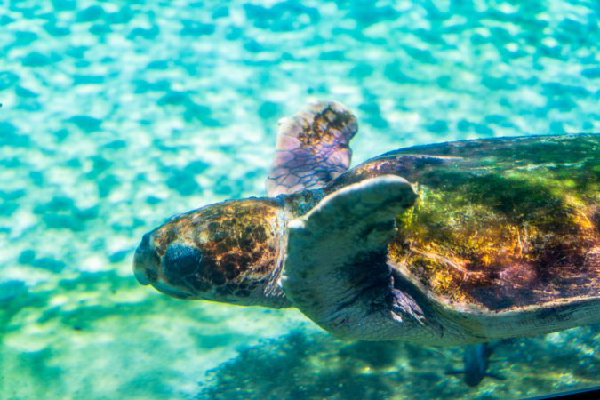 Turtle in aquarium at Sea World