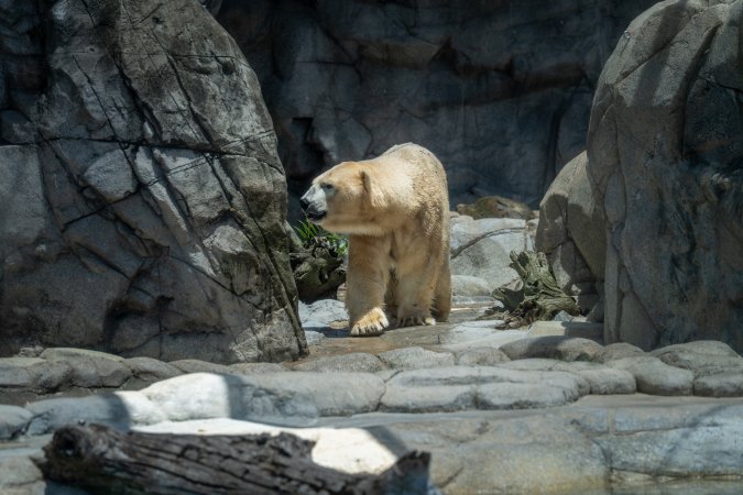 Captive polar bear at Sea World