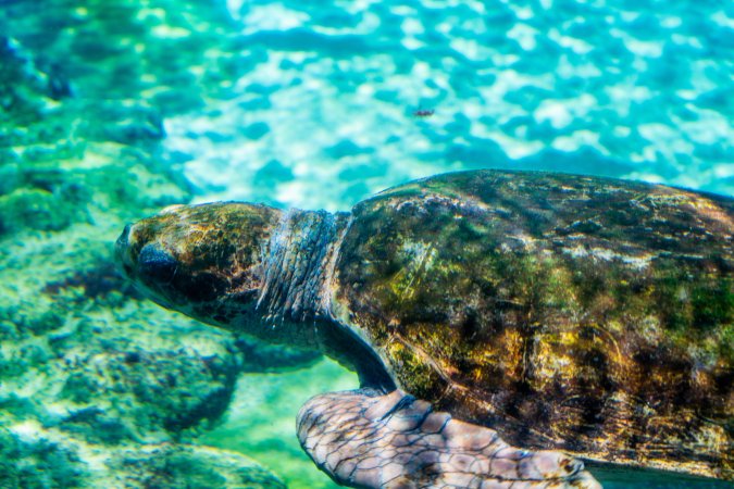 Turtle in aquarium at Sea World