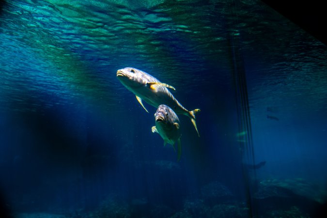Aquarium at Sea World