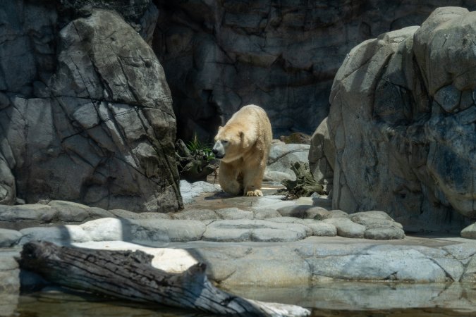 Captive polar bear at Sea World