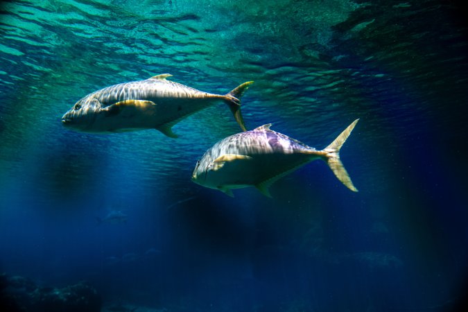 Aquarium at Sea World