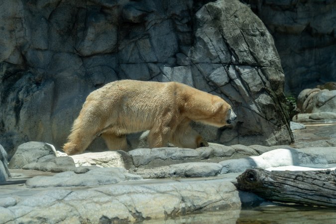 Captive polar bear at Sea World