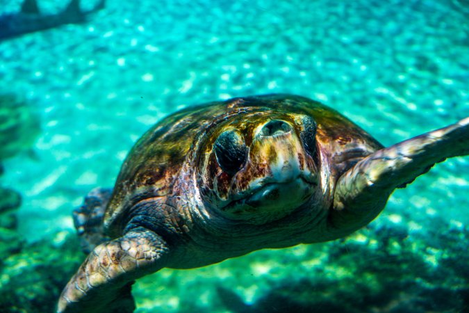 Turtle in aquarium at Sea World
