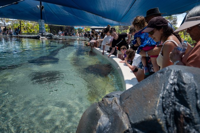 Visitors at the ray pool at Sea World