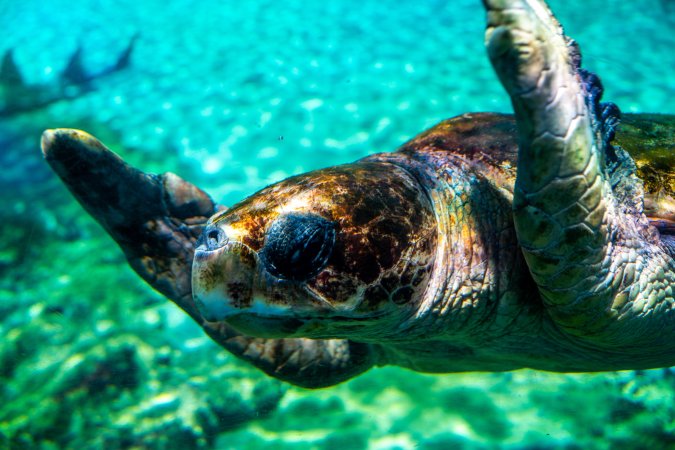 Turtle in aquarium at Sea World