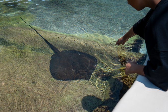 Visitors at the ray pool at Sea World