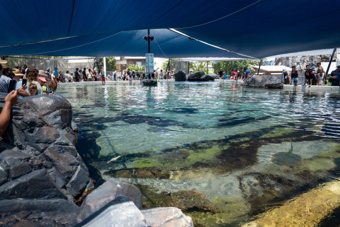Visitors at the ray pool at Sea World