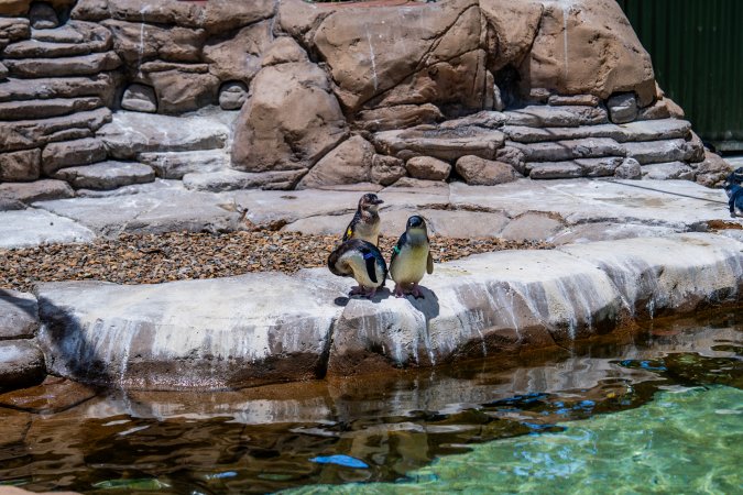 Little/fairy penguins at Sea World