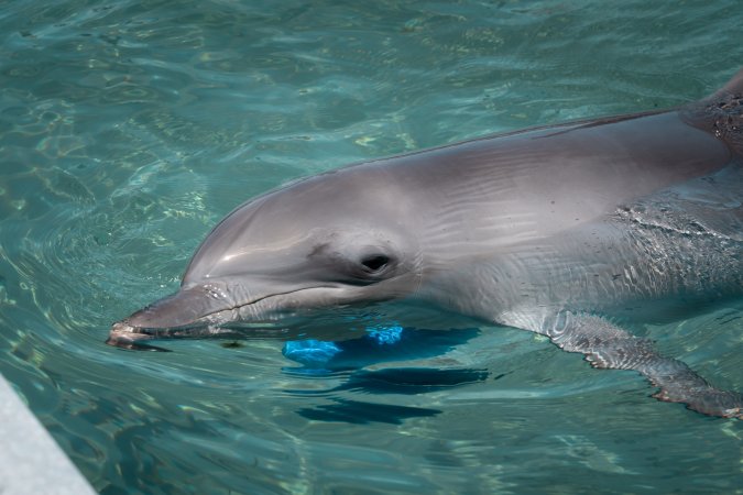 Dolphin enclosures at Sea World
