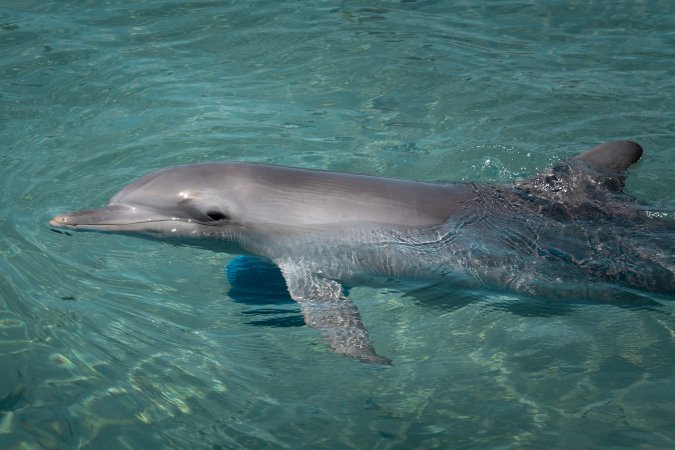 Dolphin enclosures at Sea World