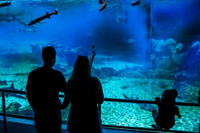 Spectators watch aquarium at Sea World