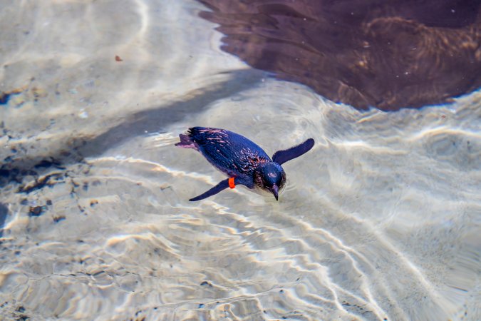 Little/fairy penguins at Sea World