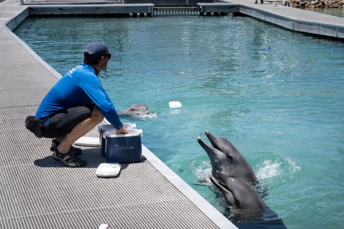 Dolphin enclosures at Sea World