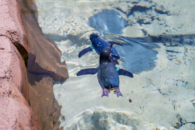 Little/fairy penguins at Sea World