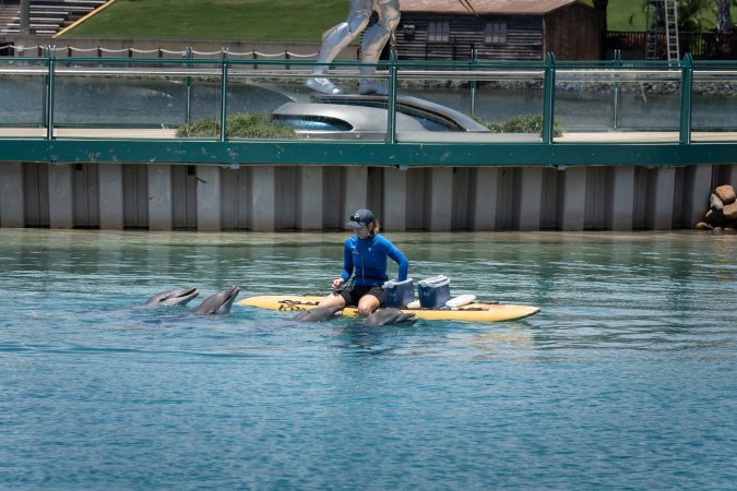 Dolphin enclosures at Sea World