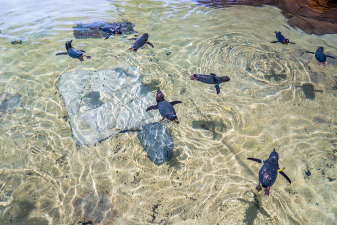 Little/fairy penguins at Sea World