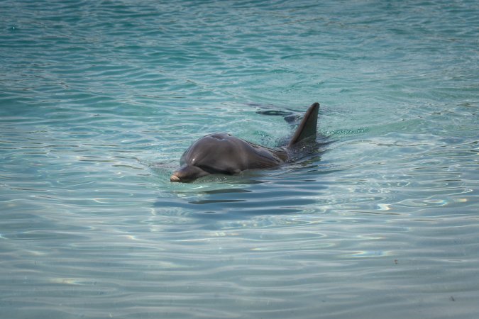 Dolphin enclosures at Sea World