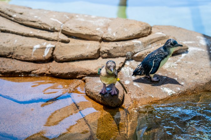 Little/fairy penguins at Sea World