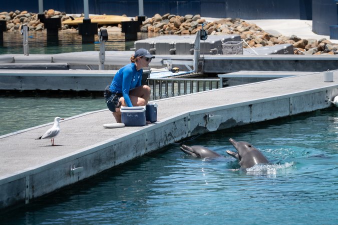 Dolphin enclosures at Sea World