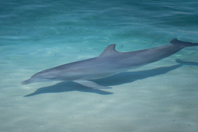 Dolphin enclosures at Sea World