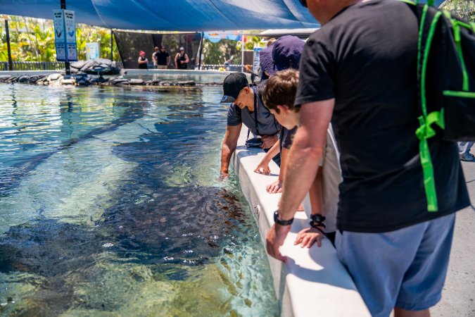 Visitors at the ray pool at Sea World