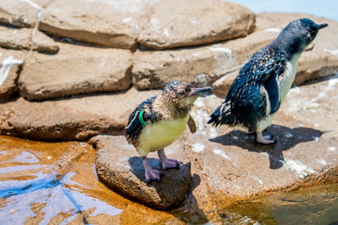 Little/fairy penguins at Sea World
