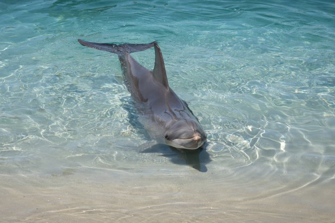 Dolphin enclosures at Sea World