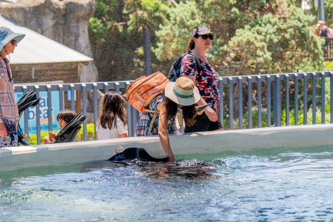 Visitors at the ray pool at Sea World