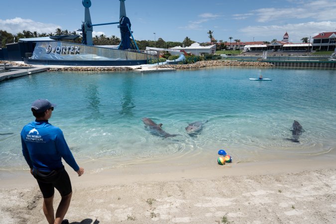 Dolphin enclosures at Sea World