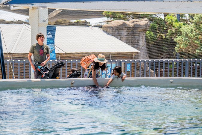 Visitors at the ray pool at Sea World
