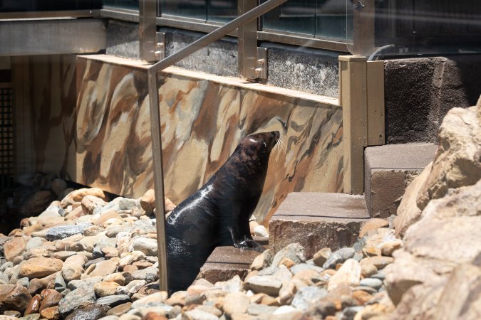 Seals/sea lions at Sea World