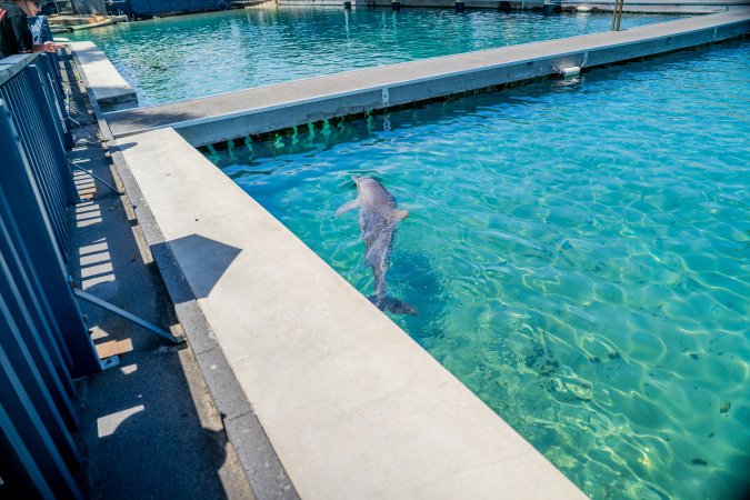 Dolphin enclosures at Sea World