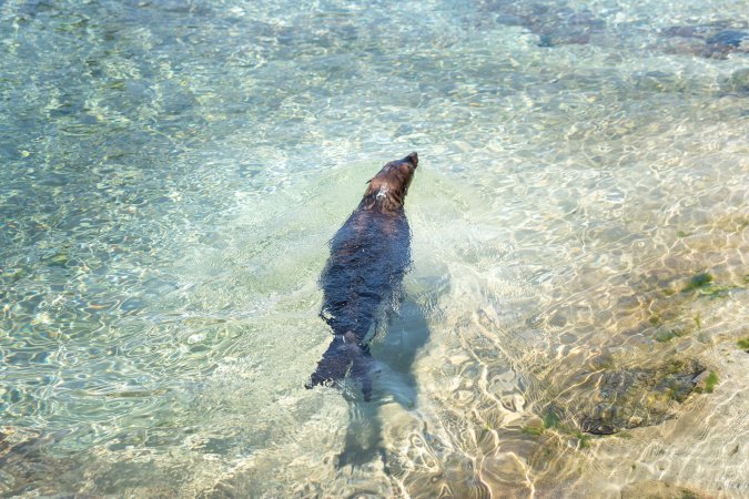 Seals/sea lions at Sea World