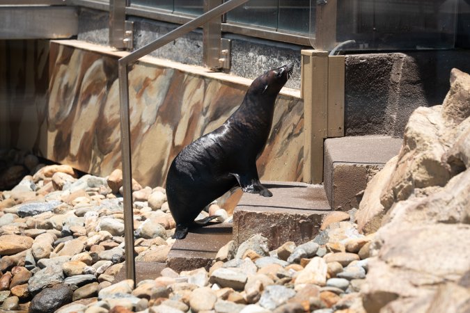 Seals/sea lions at Sea World