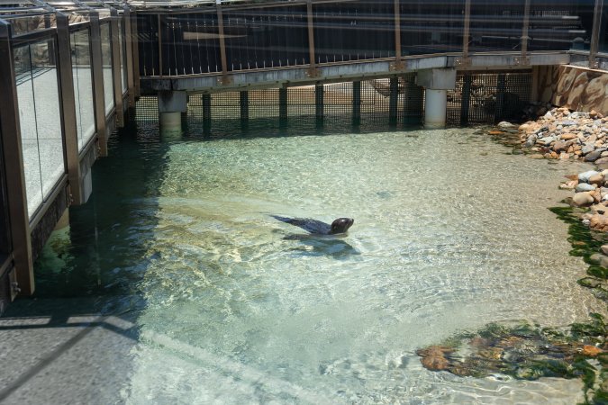 Seals/sea lions at Sea World