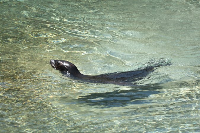 Seals/sea lions at Sea World