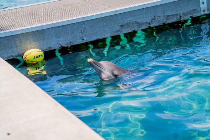 Dolphin enclosures at Sea World