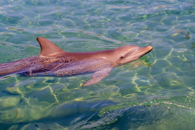 Dolphin enclosures at Sea World