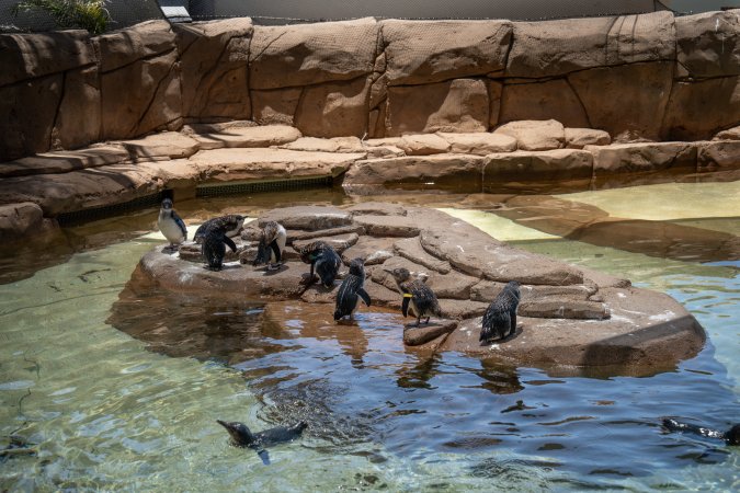 Little/fairy penguins at Sea World