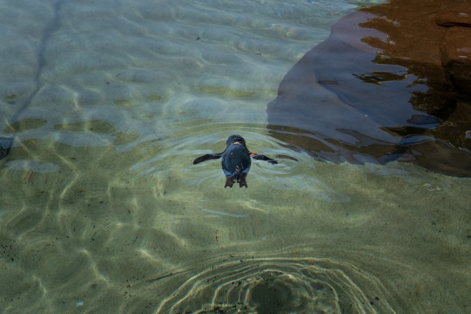 Little/fairy penguins at Sea World