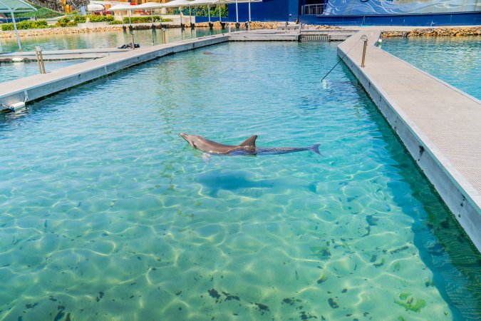 Dolphin enclosures at Sea World