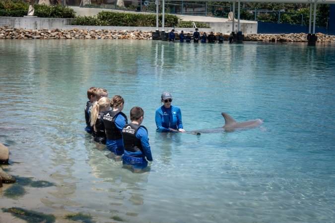 Dolphin experience at Sea World