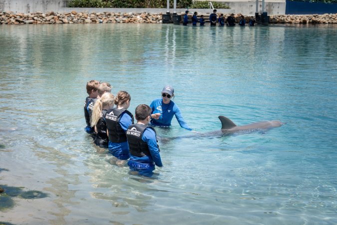 Dolphin experience at Sea World