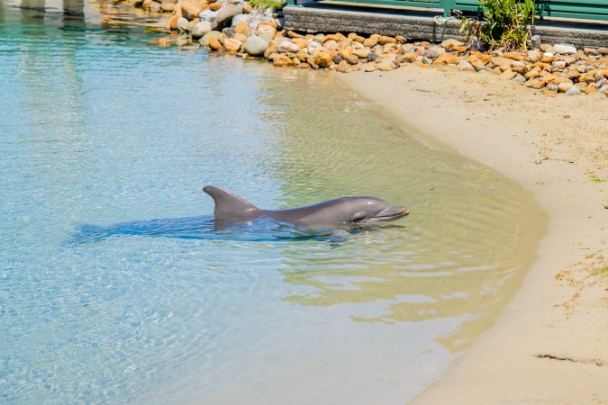Dolphin enclosures at Sea World