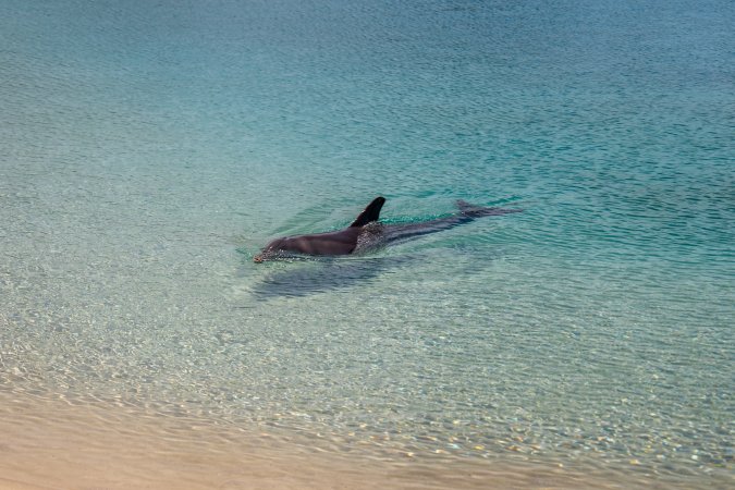 Dolphin enclosures at Sea World