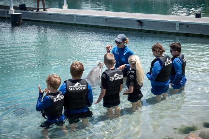 Dolphin experience at Sea World