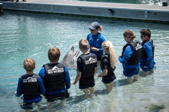 Dolphin experience at Sea World