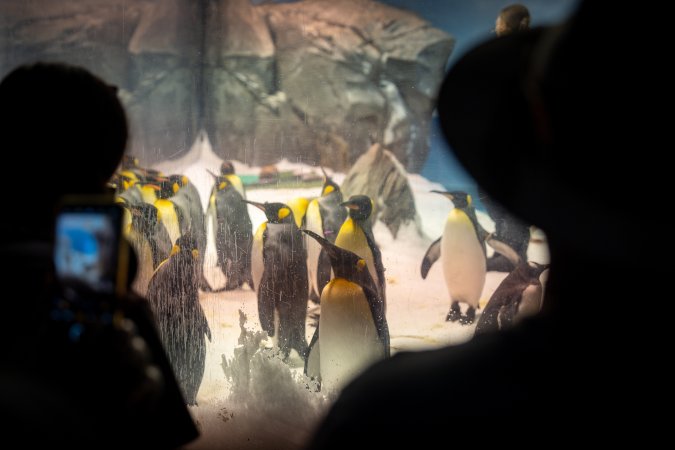 Penguin enclosure at Sea World